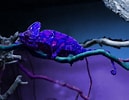 Chameleons Purple に対する画像結果.サイズ: 129 x 100。ソース: animals.desktopnexus.com