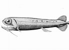 Pachystomias microdon Geslacht-க்கான படிம முடிவு. அளவு: 138 x 100. மூலம்: fishesofaustralia.net.au