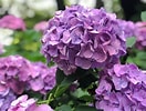Image result for あじさい 紫. Size: 132 x 100. Source: horti.jp
