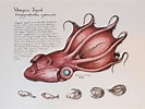 Afbeeldingsresultaten voor Vampyroteuthidae. Grootte: 133 x 100. Bron: www.futurefrogmen.org