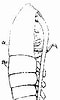 Image result for "calanoides Carinatus". Size: 60 x 100. Source: copepodes.obs-banyuls.fr