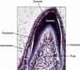 Image result for Cell Lines in Dental pulp. Size: 114 x 100. Source: pocketdentistry.com
