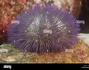 Image result for Lytechinus variegatus Order. Size: 128 x 100. Source: www.alamy.com