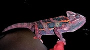 Chameleons Purple に対する画像結果.サイズ: 179 x 100。ソース: www.fanpop.com