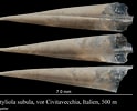 Image result for "styliola Subula". Size: 124 x 100. Source: www.marinespecies.org