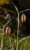 "fritillaria Tenella"-এর ছবি ফলাফল. আকার: 61 x 100. সূত্র: www.flickr.com