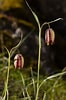 Image result for "fritillaria Tenella". Size: 66 x 100. Source: www.flickr.com
