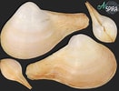 Image result for Cuspidaria cuspidata. Size: 131 x 100. Source: allspira.com