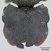 Image result for "cephalobrachia Bonnevie". Size: 102 x 100. Source: antwiki.org
