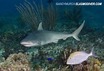 Bildresultat för "carcharhinus Acronotus". Storlek: 147 x 100. Källa: www.elasmodiver.com