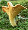 Image result for Cantharellus. Size: 93 x 100. Source: www.fungikingdom.net