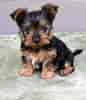 Image result for Silky Terrier. Size: 86 x 100. Source: www.mydogbreeds.com