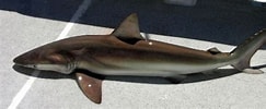 Image result for "carcharhinus Signatus". Size: 243 x 100. Source: www.fishbase.org