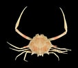 Afbeeldingsresultaten voor Arcania Globata Geslacht. Grootte: 114 x 100. Bron: www.crustaceology.com