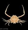 Image result for "arcania Gracilis". Size: 95 x 100. Source: www.crustaceology.com