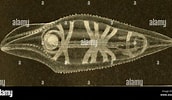 Afbeeldingsresultaten voor "oikopleura Labradoriensis". Grootte: 172 x 100. Bron: www.alamy.com