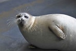 Image result for "phoca Caspica". Size: 148 x 100. Source: pinniped.org
