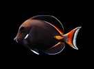 Image result for Achilles Tang Fish. Size: 137 x 100. Source: www.qualitymarine.com