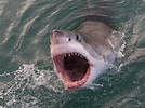 Afbeeldingsresultaten voor Shark Round Head. Grootte: 134 x 100. Bron: brobible.com