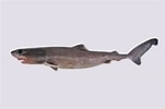 Image result for "centroscyllium Kamoharai". Size: 151 x 100. Source: fishesofaustralia.net.au