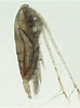 Image result for "mesocalanus Tenuicornis". Size: 74 x 100. Source: www.zooplankton.no