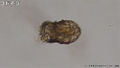 Image result for "condonariacistellula". Size: 176 x 100. Source: mizouchi.com