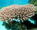 Image result for Acropora. Size: 122 x 100. Source: www.aquaportail.com