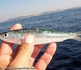 Image result for "sardina Pilchardus". Size: 115 x 100. Source: www.aquaportail.com