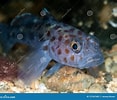 Image result for Leopard-spotted goby. Size: 117 x 100. Source: www.dreamstime.com