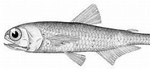 Afbeeldingsresultaten voor "symbolophorus Veranyi". Grootte: 216 x 91. Bron: www.inaturalist.org