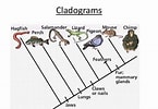 Afbeeldingsresultaten voor Starfish Phylogenetic Tree. Grootte: 145 x 100. Bron: www.edrawsoft.com