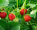 Image result for Strawberry Plants. Size: 123 x 100. Source: www.gardeningknowhow.com
