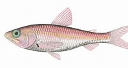 Image result for "neoscopelus Microchir". Size: 187 x 100. Source: fishillust.com