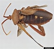 Image result for "acanthometra Fusca". Size: 111 x 100. Source: www.insectimages.org