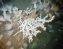 Image result for Lophelia pertusa Habitat. Size: 129 x 100. Source: oceanexplorer.noaa.gov