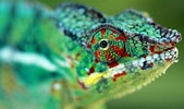 Résultat d’image pour le caméléon animal. Taille: 169 x 100. Source: milan-jeunesse.com