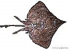 Image result for Dipturus nidarosiensis Anatomie. Size: 139 x 100. Source: shark-references.com