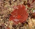 Image result for Hymedesmiidae. Size: 120 x 100. Source: www.aphotomarine.com