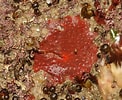 Billedresultat for "hymedesmia Areolata". størrelse: 122 x 100. Kilde: www.aphotomarine.com