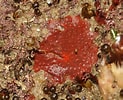 Image result for "hymedesmia Minuta". Size: 123 x 100. Source: www.aphotomarine.com