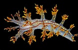 Image result for Dendronotidae. Size: 156 x 100. Source: novataxa.blogspot.com