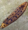 Image result for "holothuria Notabilis". Size: 93 x 100. Source: www.wildsingapore.com