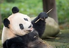 Image result for Panda geant. Size: 142 x 100. Source: wwf.ca