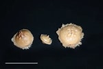 Afbeeldingsresultaten voor "radiella Hemisphaerica". Grootte: 150 x 100. Bron: www.marinespecies.org