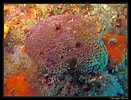 Image result for "ircinia Variabilis". Size: 131 x 100. Source: www.flickr.com