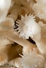 Image result for Lophelia pertusa Geslacht. Size: 67 x 100. Source: www.researchgate.net