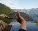 Image result for "caranx Rhonchus". Size: 123 x 100. Source: www.roughfish.com