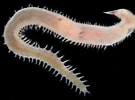 Image result for "glycera Capitata". Size: 135 x 100. Source: www.invertebase.org