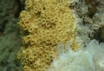 Image result for Oculinidae. Size: 147 x 100. Source: www.gbif.org