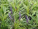 Image result for Liriope tetraphylla Stam. Size: 132 x 100. Source: plants4home.com